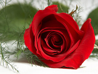 hoa hồng tình yêu